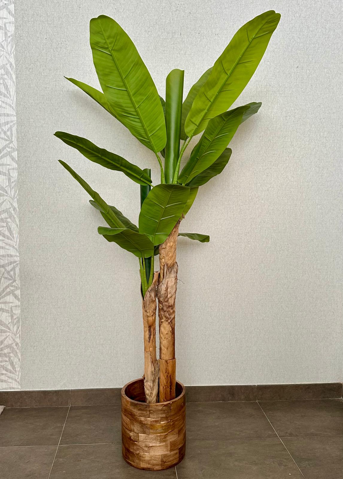 PLANTA BANANEIRA 170CM