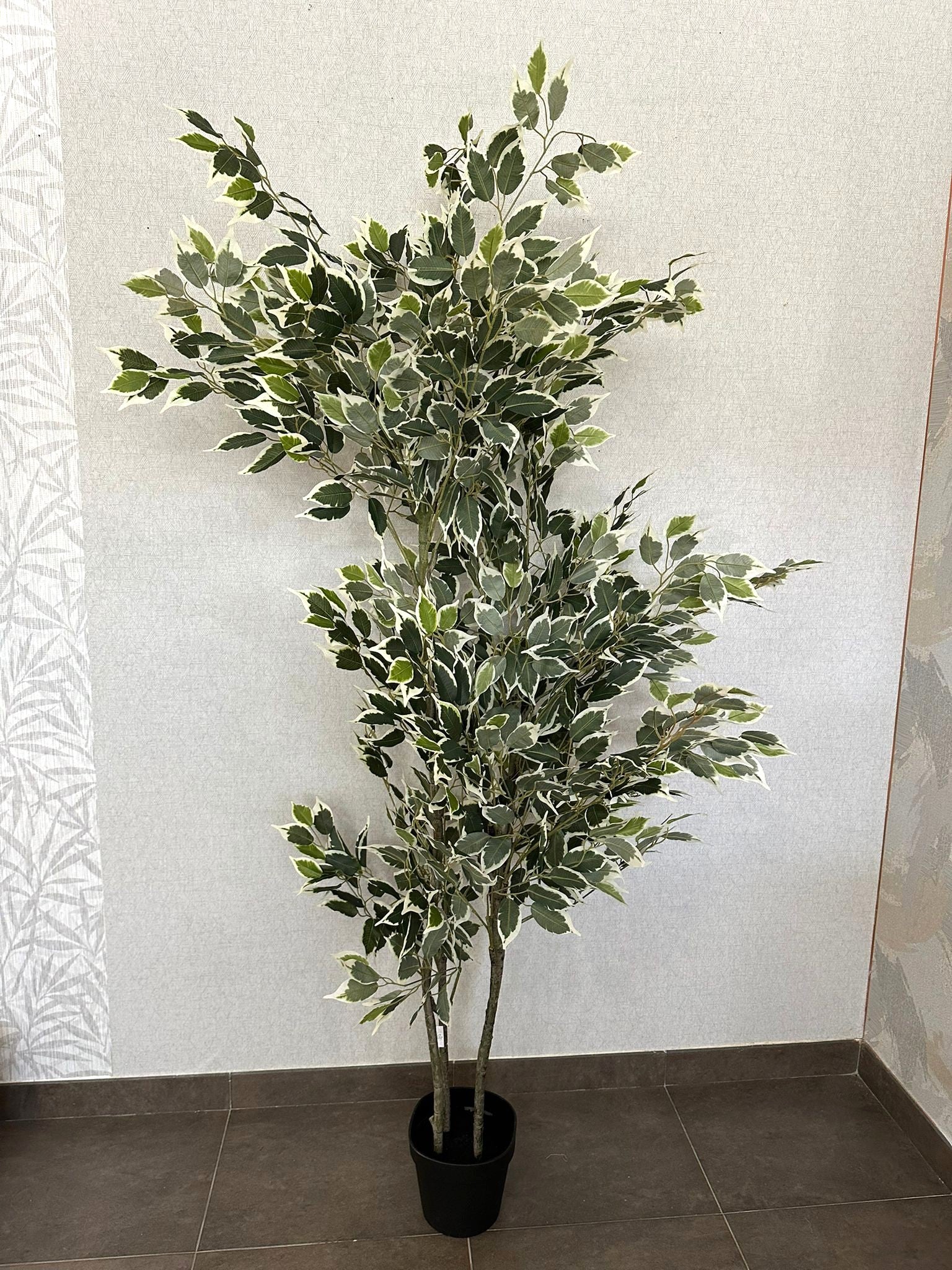FICUS VERDE/BRANCO 180CM