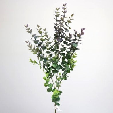 TALLO DE EUCALIPTO PÚRPURA