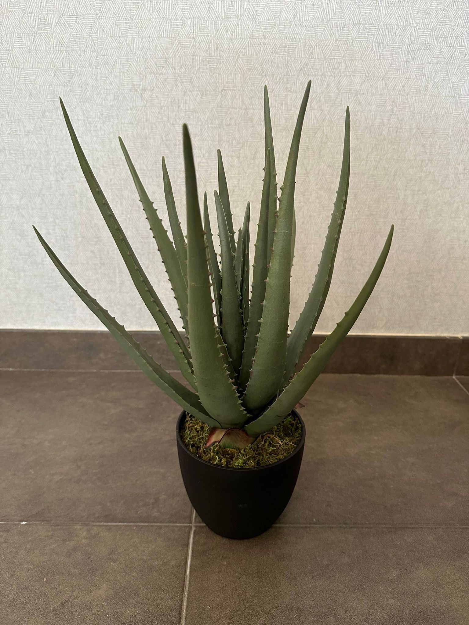 ALOE VERA 46CM