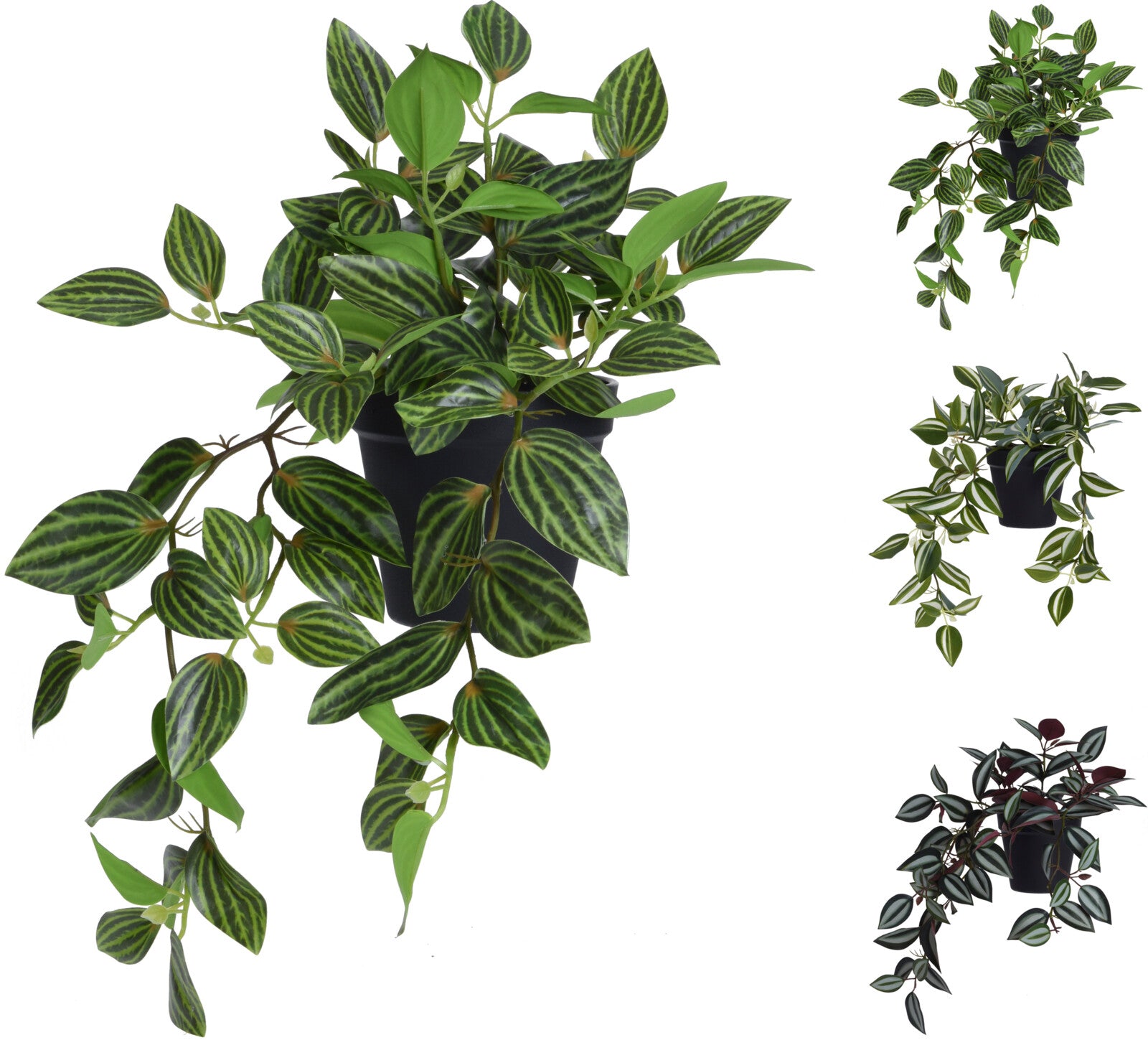 PLANTA TRADESCANTIA 42Cm