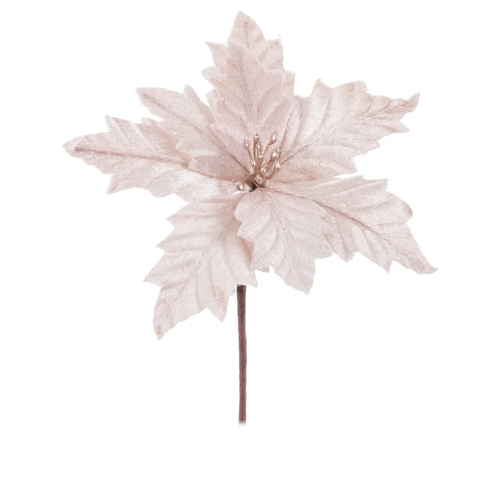 POINSETIA CHAMPANHE 17X17X15Cm