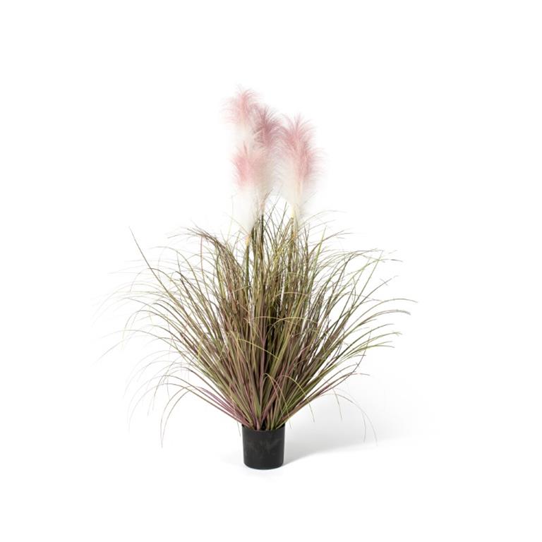 PAMPAS ROSA 100CM