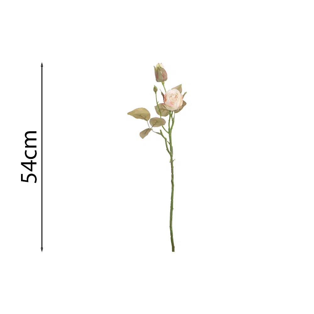 ROSA PERLA 54Cm