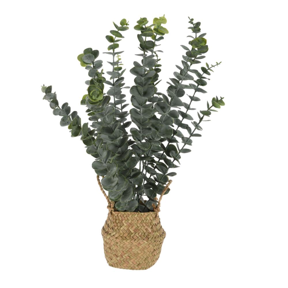 EUCALIPTO CON CESTA 50CM