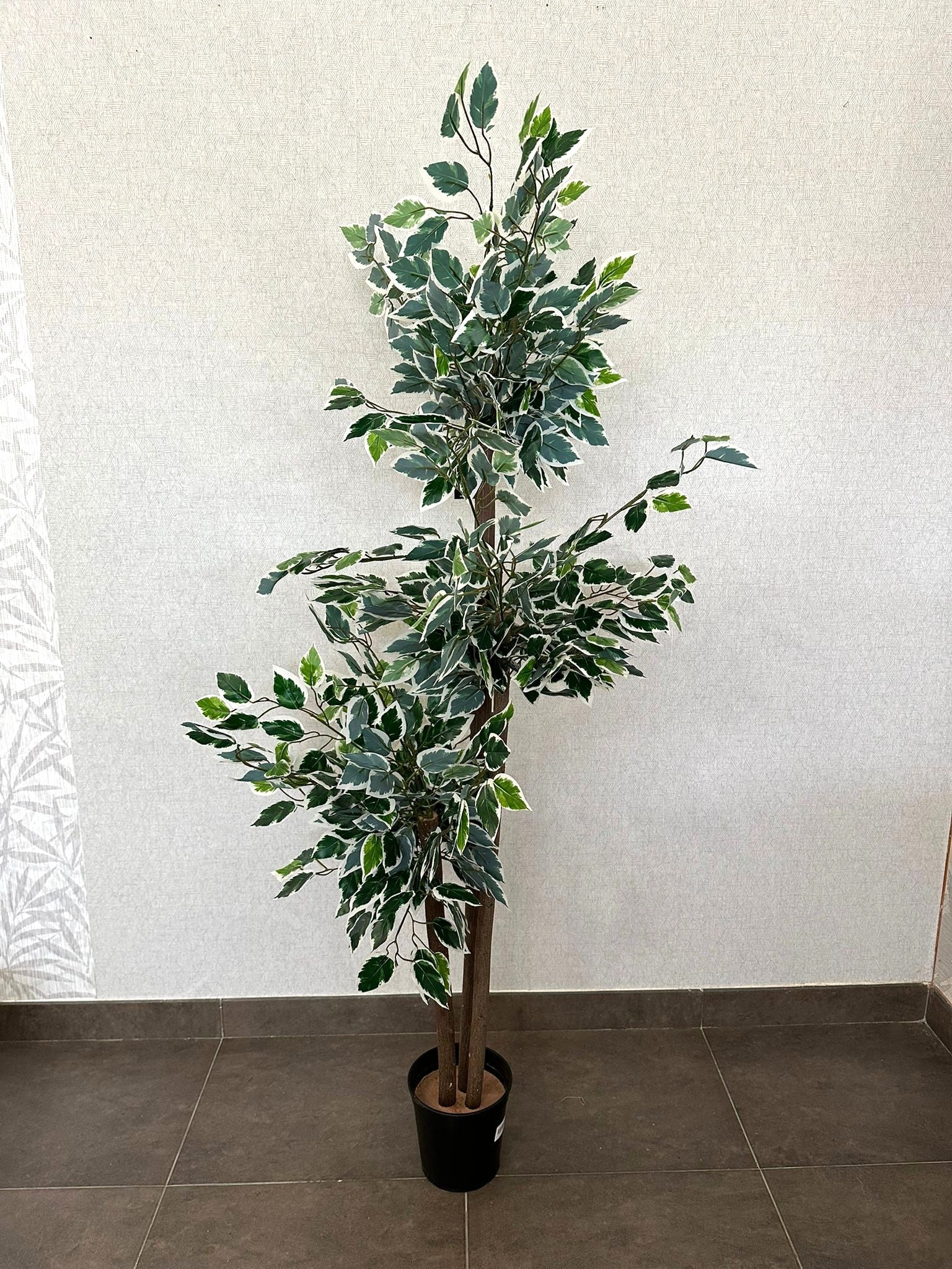 PLANTA FICUS VERDE/BRANCO 110CM