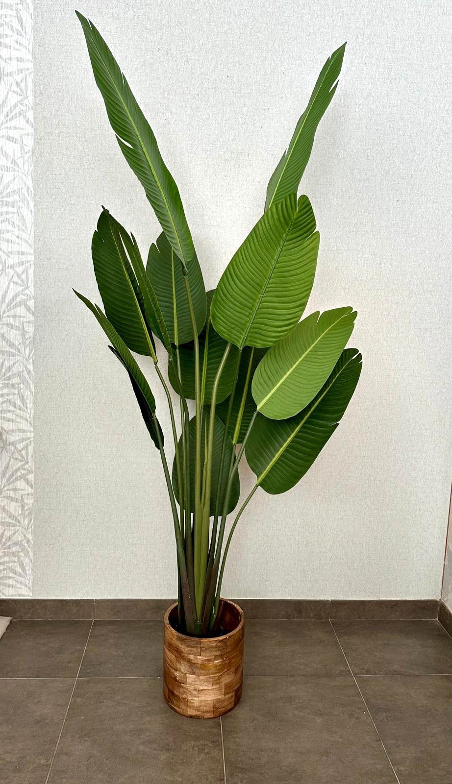 PLANTA FOLHA ESTRELICIA 2M