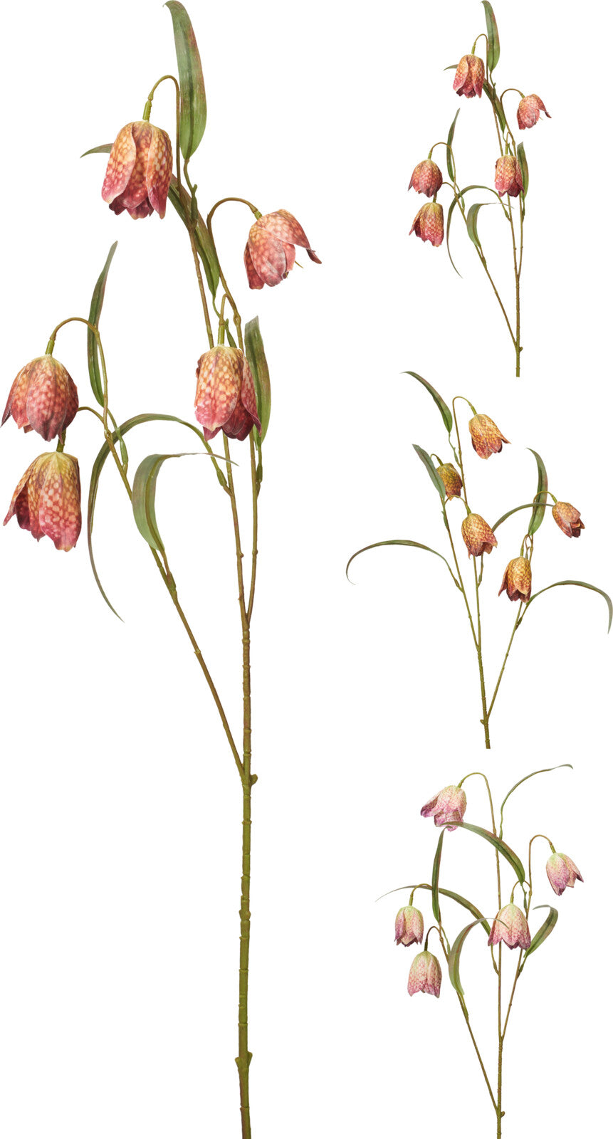 HASTE FLOR FRITILLARIA