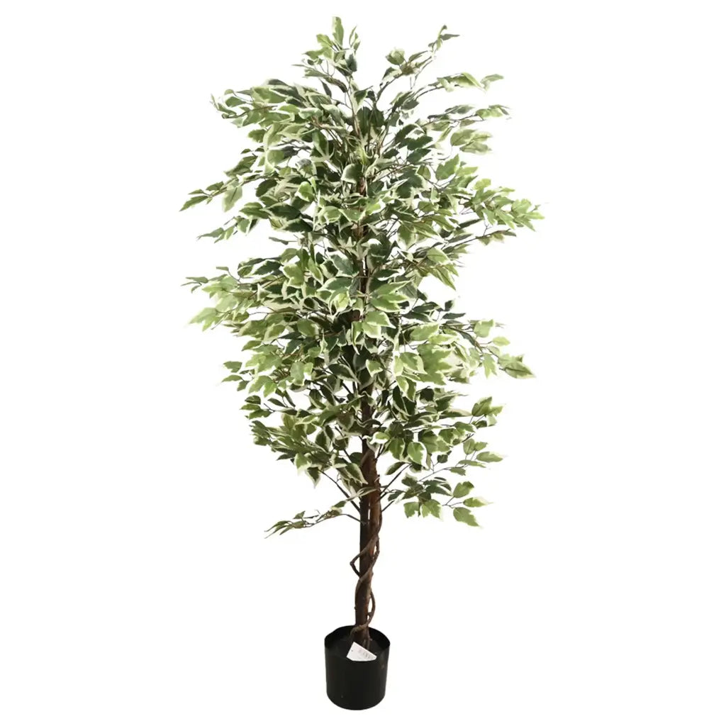 PLANTA FICUS 1,70m