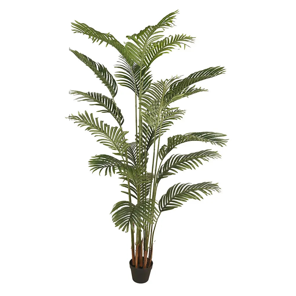 PALMEIRA 200Cm