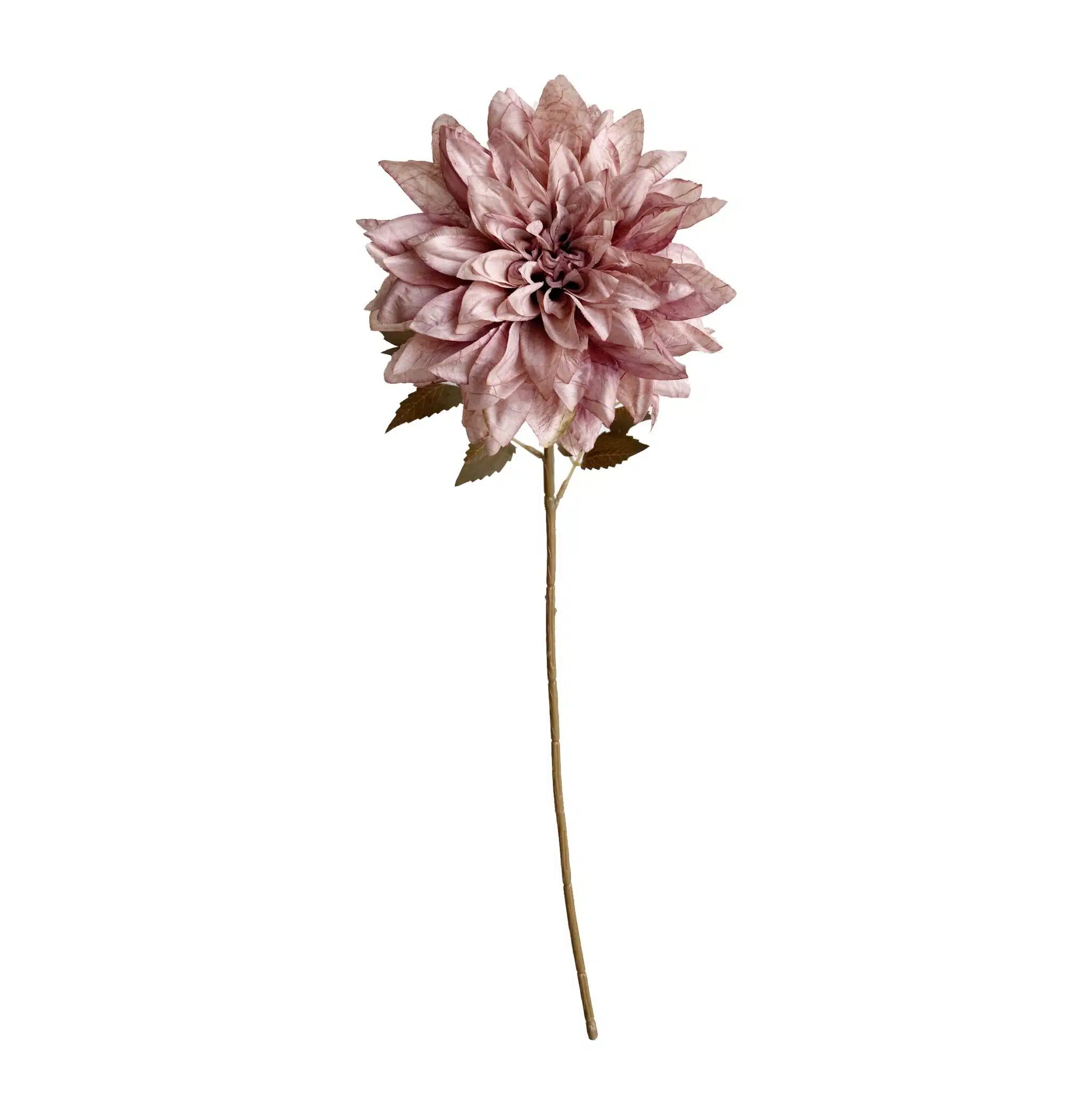 DALIA ROSA 58Cm