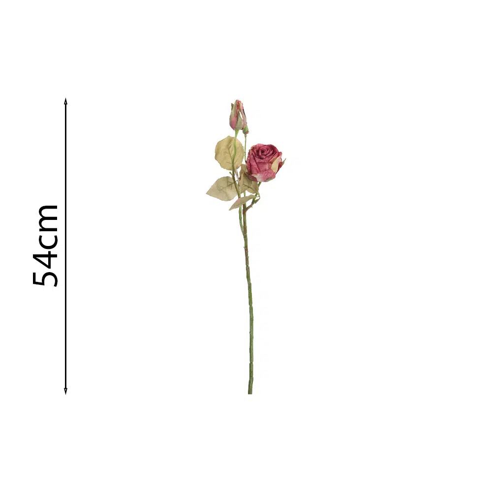 ROSA ROSA VIEJO 54Cm