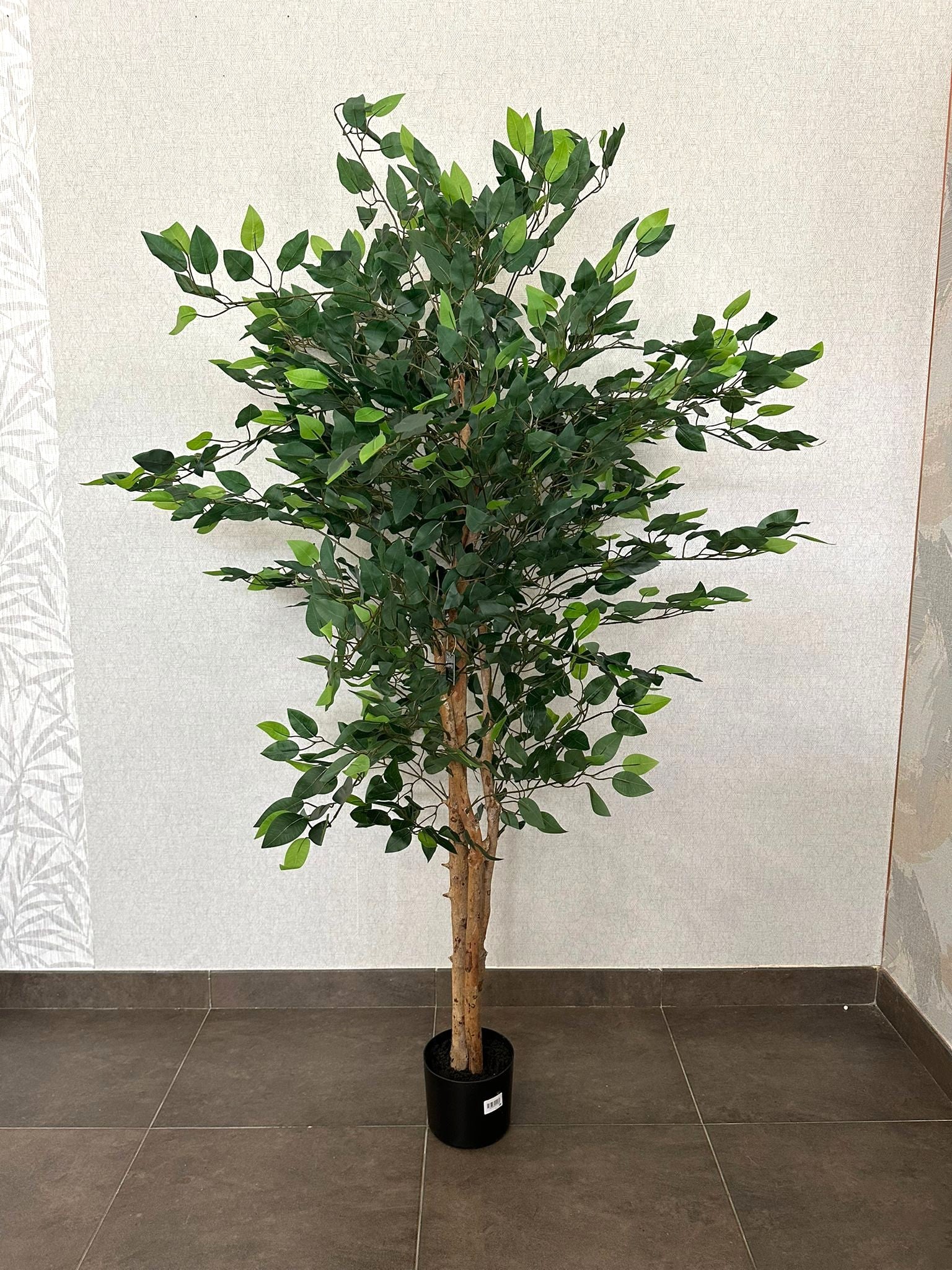 FICUS VERDE 150CM